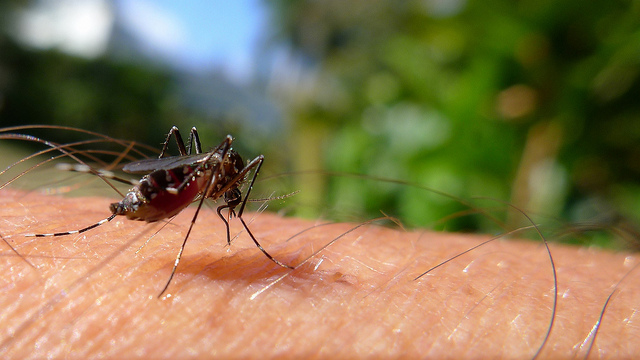Mosquito Aedes aegypti é o transmissor da febre amarela em áreas urbanas. Foto: Arquivo/Agência Brasil