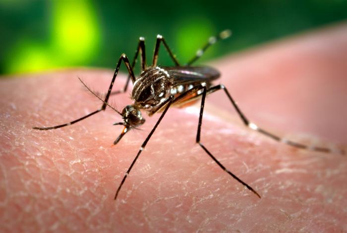 Aedes aegypti é o mosquito transmissor da dengue, da febre amarela urbana e do zika. Menor do que os mosquitos comuns, é preto com listras brancas no tronco, na cabeça e nas pernas. Suas asas são translúcidas e o ruído que produzem é praticamente inaudível ao ser humano. Foto e informações: EBC