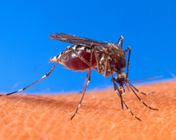 O Aedes aegypti (foto), transmissor da dengue, e o Aedes albopictus são os principais vetores da febre chikungunya (Foto: USDA/Wikimedia Commons)