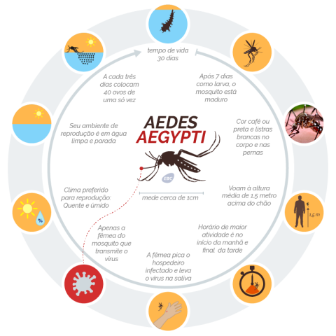 Mosquito Aedes