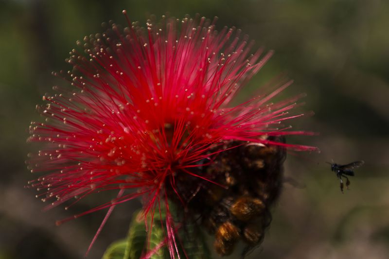 Alto Paraíso (GO) -  Flor de Caliandra na região do Parque Nacional da Chapada dos Veadeiros (Marcelo Camargo/Agência Brasil)