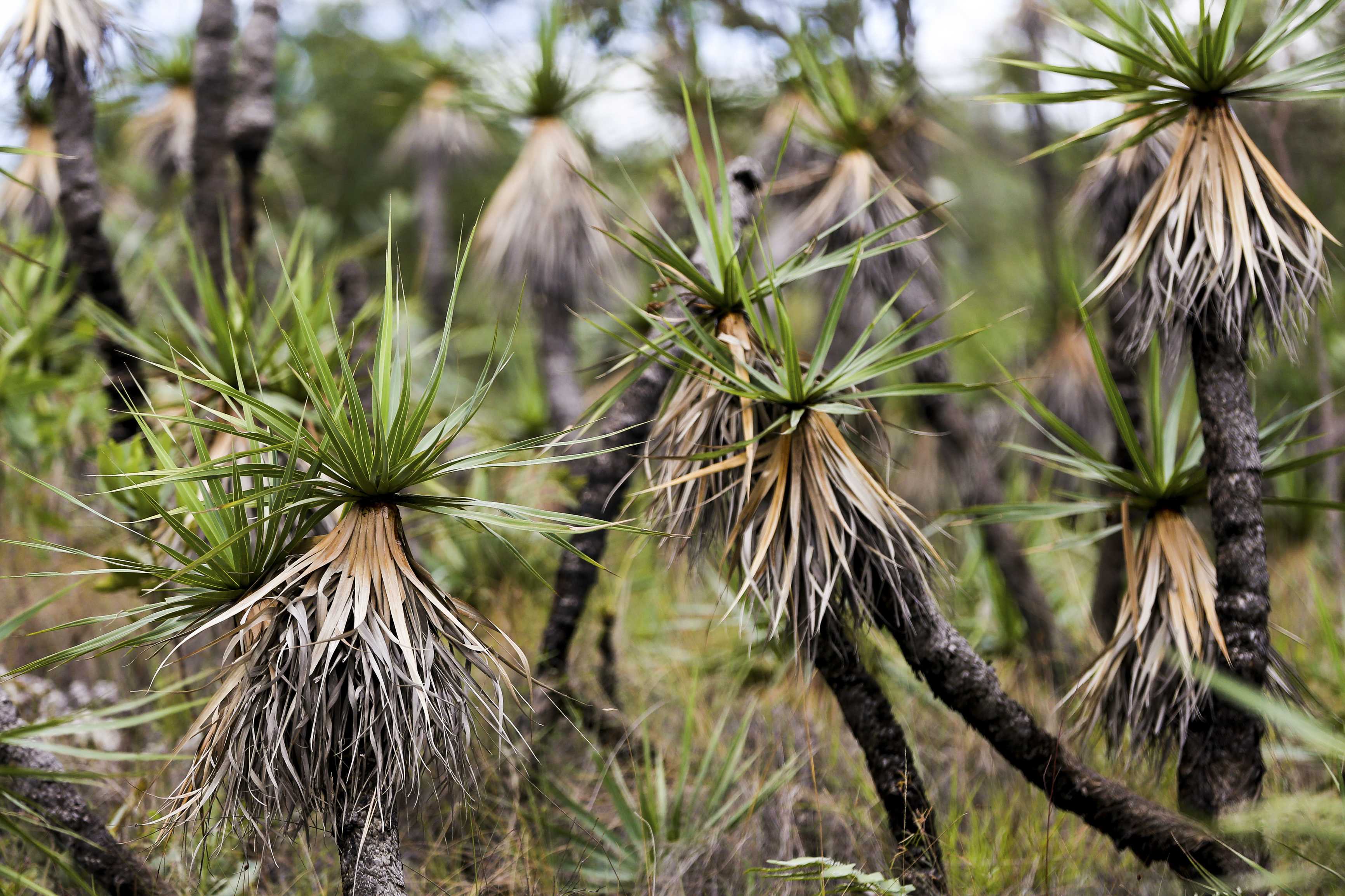 Alto Paraíso (GO) - Planta conhecida como Candombá, uma das mais comuns na região do Parque Nacional da Chapada dos Veadeiros (Marcelo Camargo/Agência Brasil)