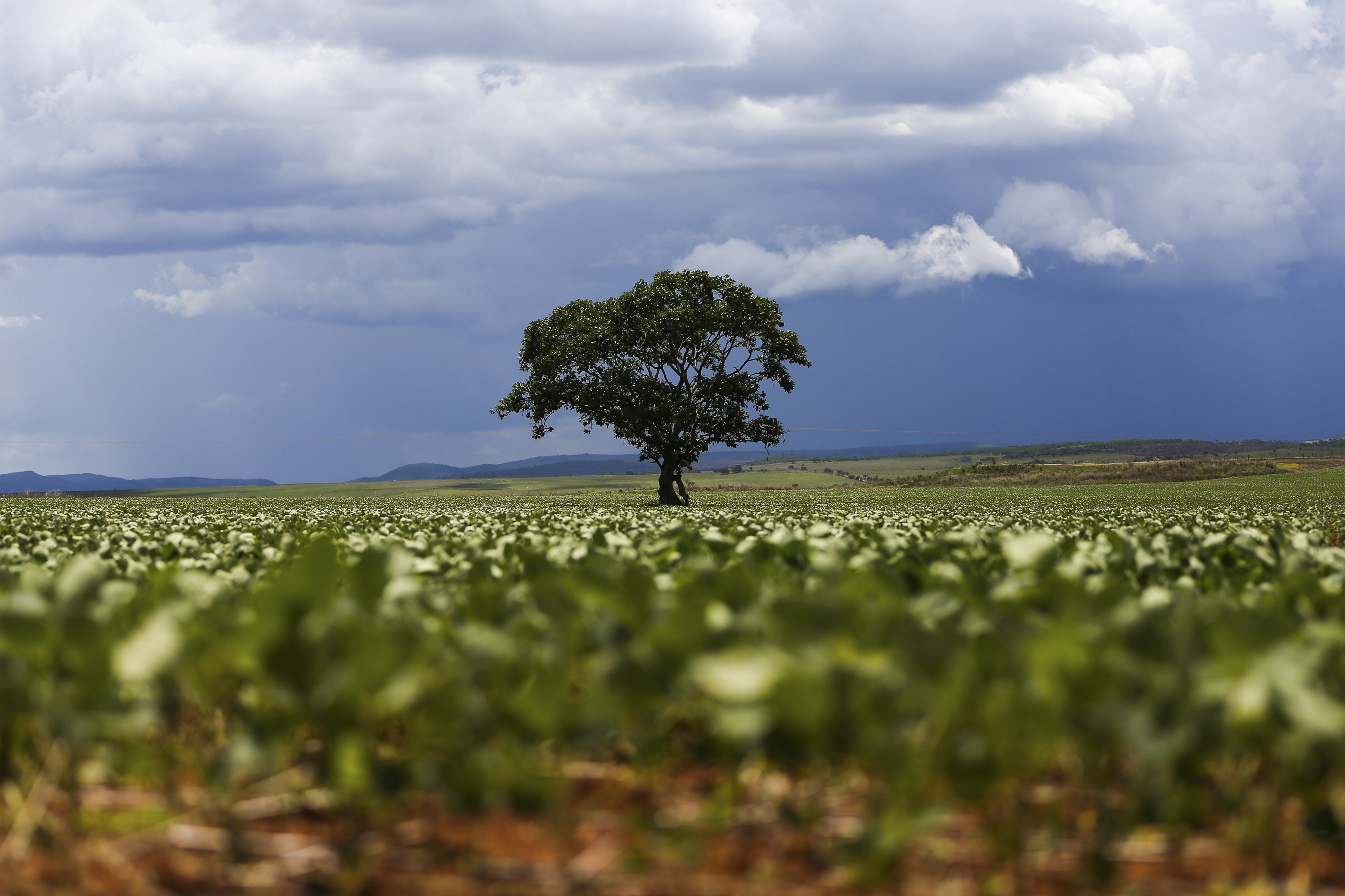 Alto Paraíso (GO) - Plantação de soja em área do  município de Alto Paraíso (Marcelo Camargo/Agência Brasil)