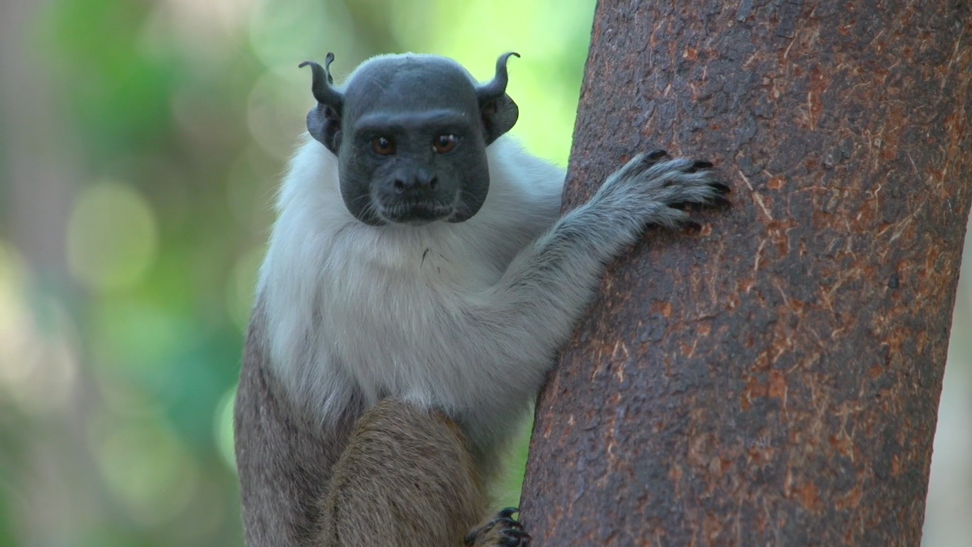 Primata é importante dispersor de sementes da floresta manauara